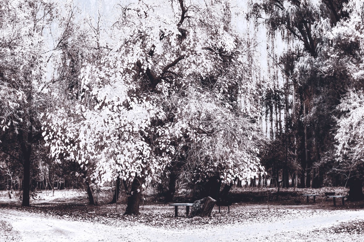 "Soledad de invierno" de Adriana Claudia Gallardo