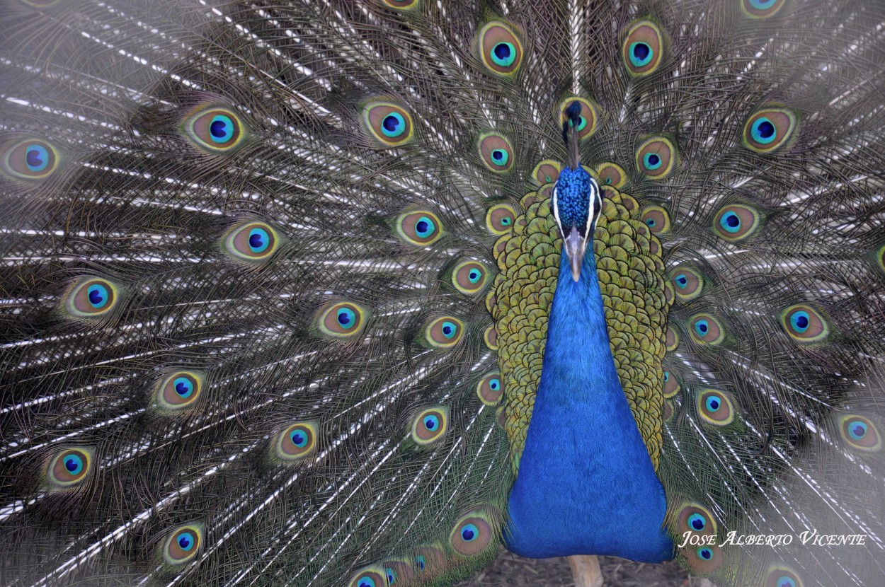 "pavo real azul" de Jose Alberto Vicente