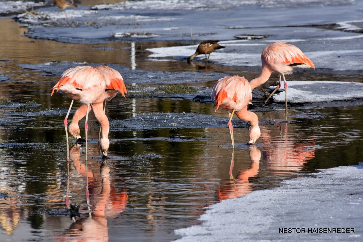 "Flamencos II" de Nestor Haisenreder