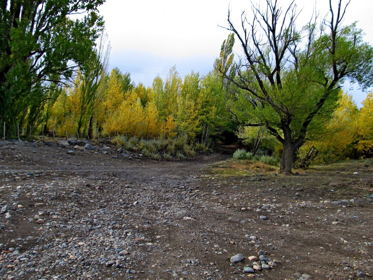 "Ingreso al bosque" de Carlos D. Cristina Miguel