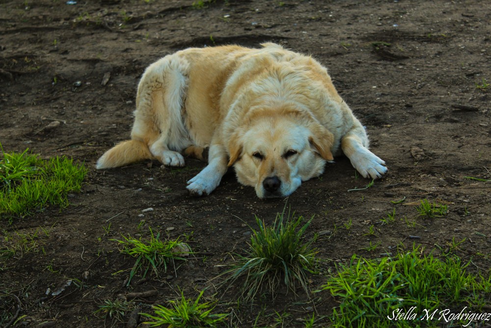 "` Descansando `" de Stella Maris Rodriguez