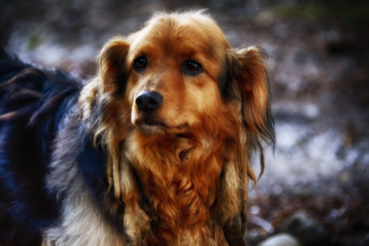 "Rasta Dog" de Mercedes Orden