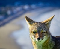 Zorrito patagnico.