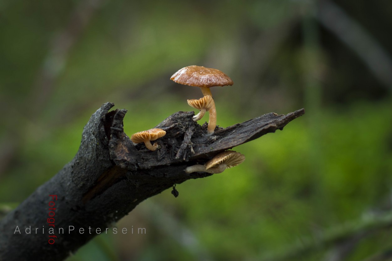 "Micromundo...Mgico y natural ." de Adrian Peterseim