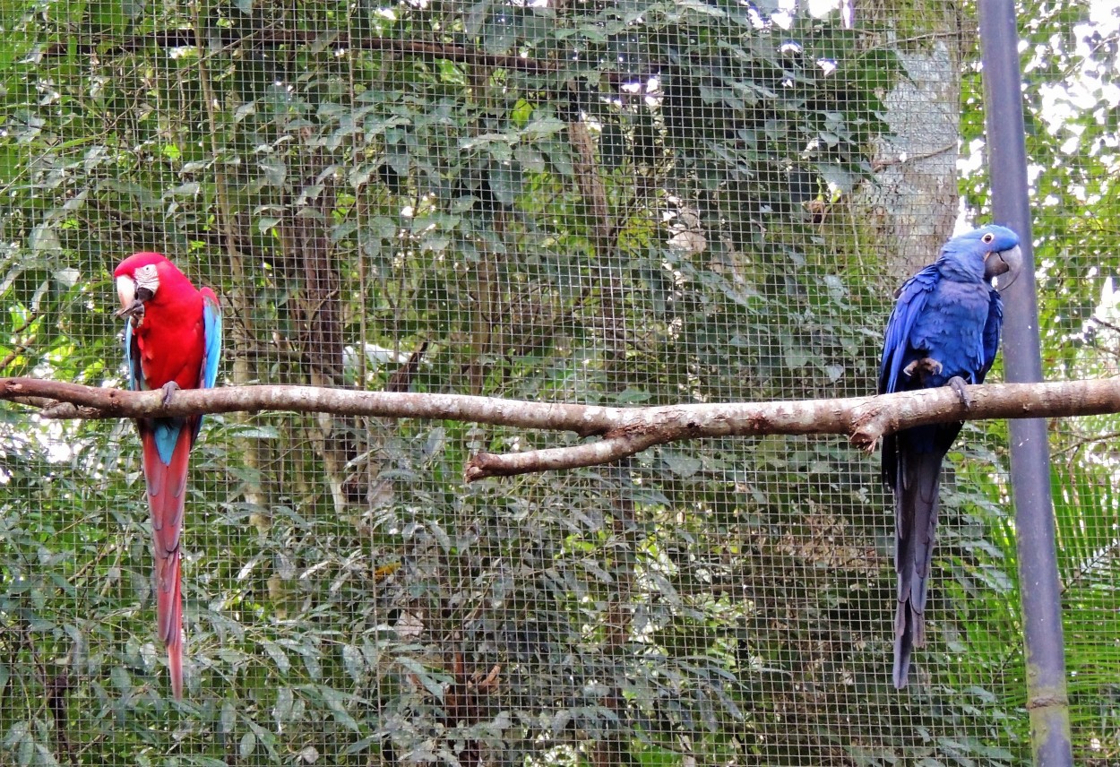 "Rojo & Azul" de Carina Gironde