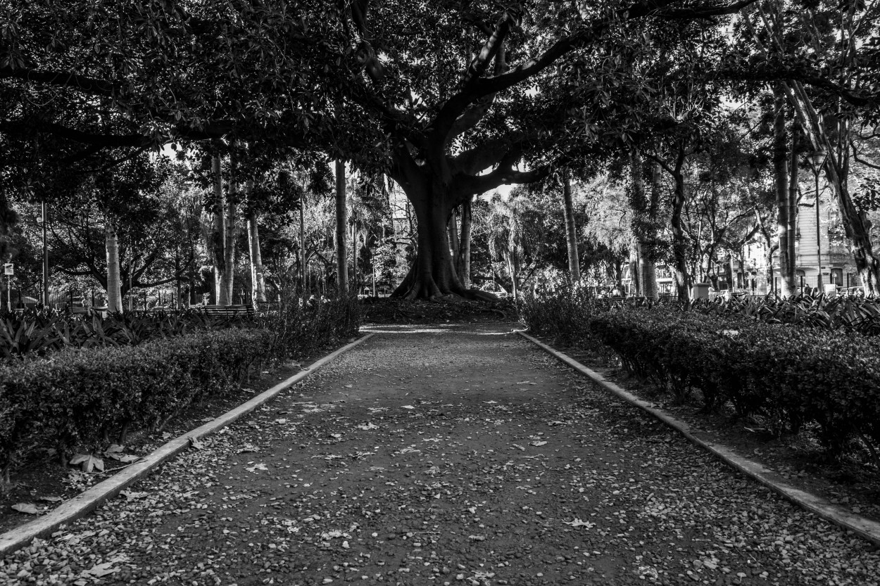 "Sendero" de Ale Bustos