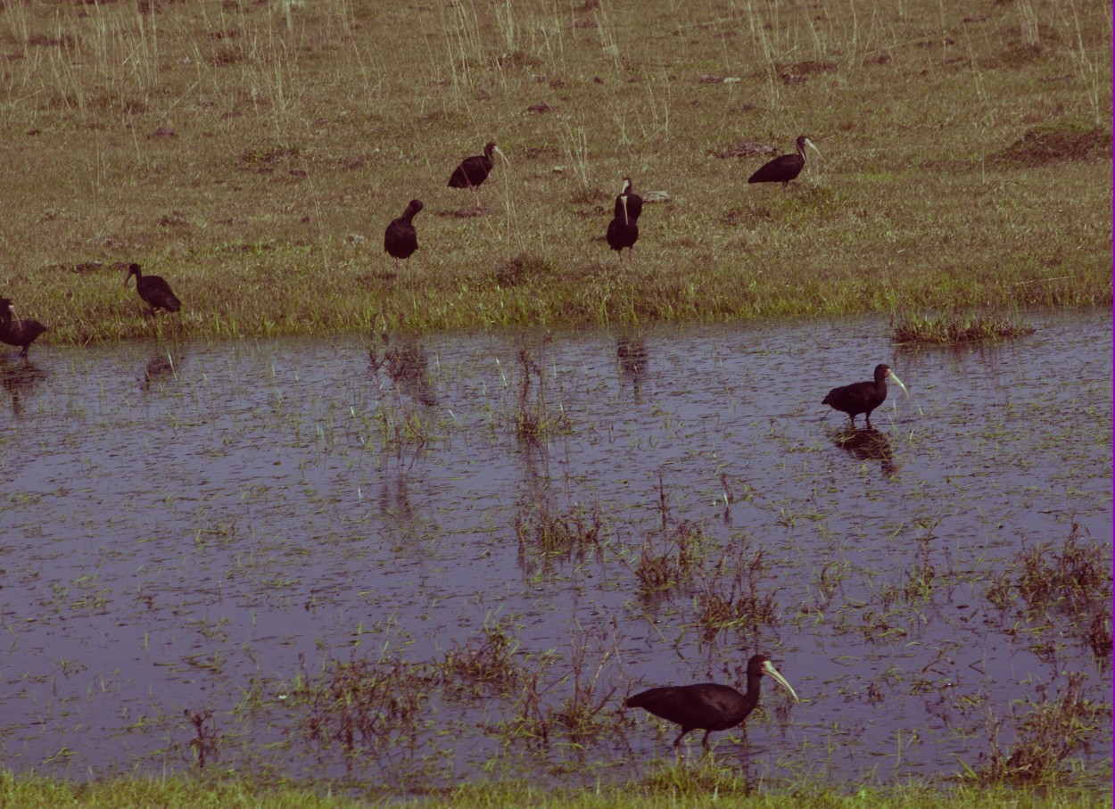 "Aves en La Laguna" de Flix Edmundo Reyes