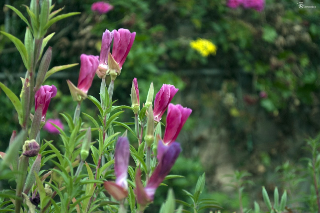 "Serie: Coleccionando flores en #Cusco - Capullitos" de Diego Pacheco