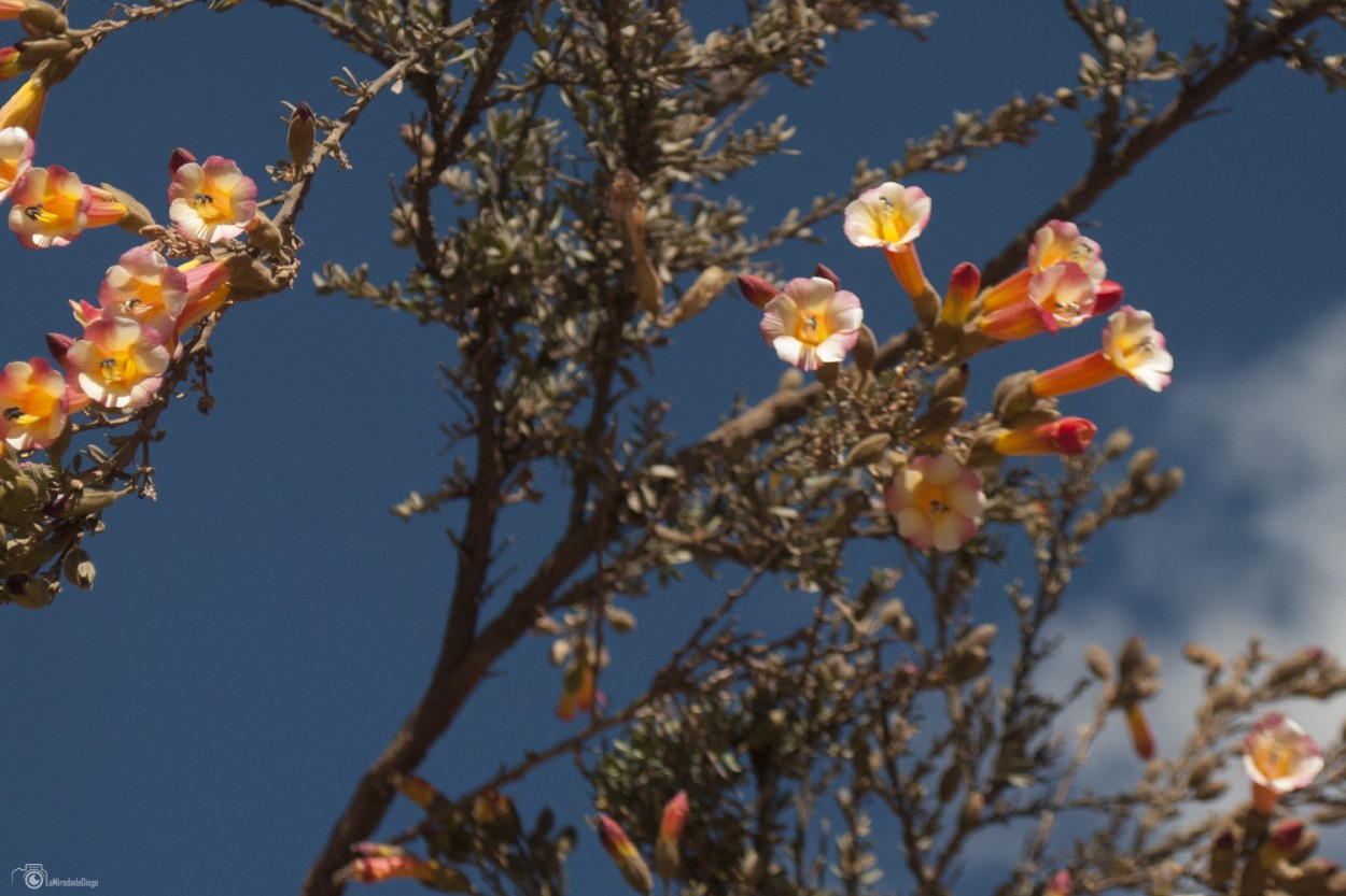 "Serie: Coleccionando flores en #Cusco - Ramito." de Diego Pacheco