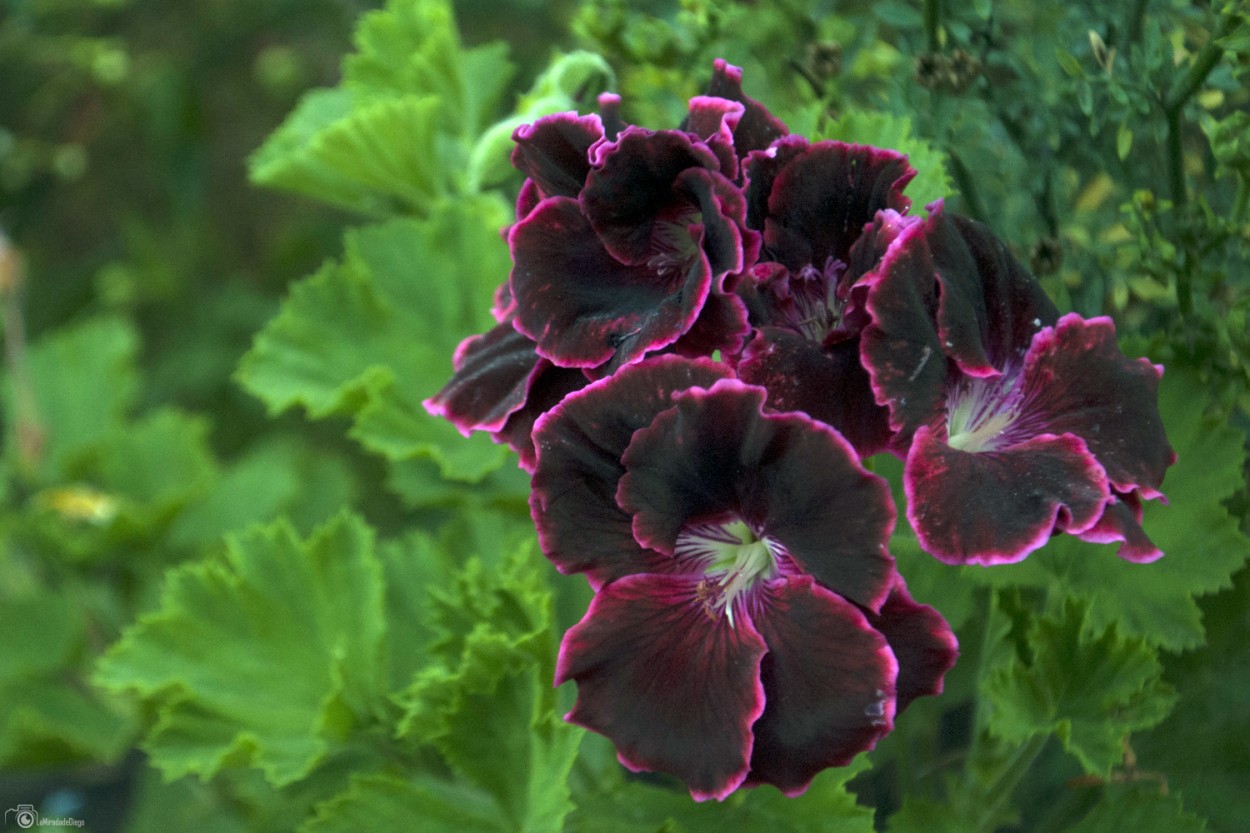 "Serie: Coleccionando flores en #Cusco - La Morocha" de Diego Pacheco