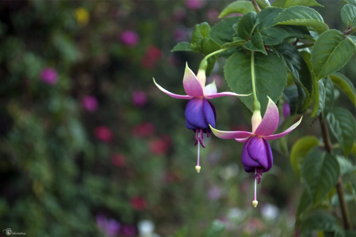 "Serie: Colleccionando flores en #Cusco -Campanitas" de Diego Pacheco