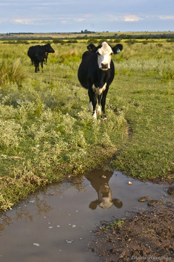 "La vaca y su reflejo" de Laura Noem Huizenga