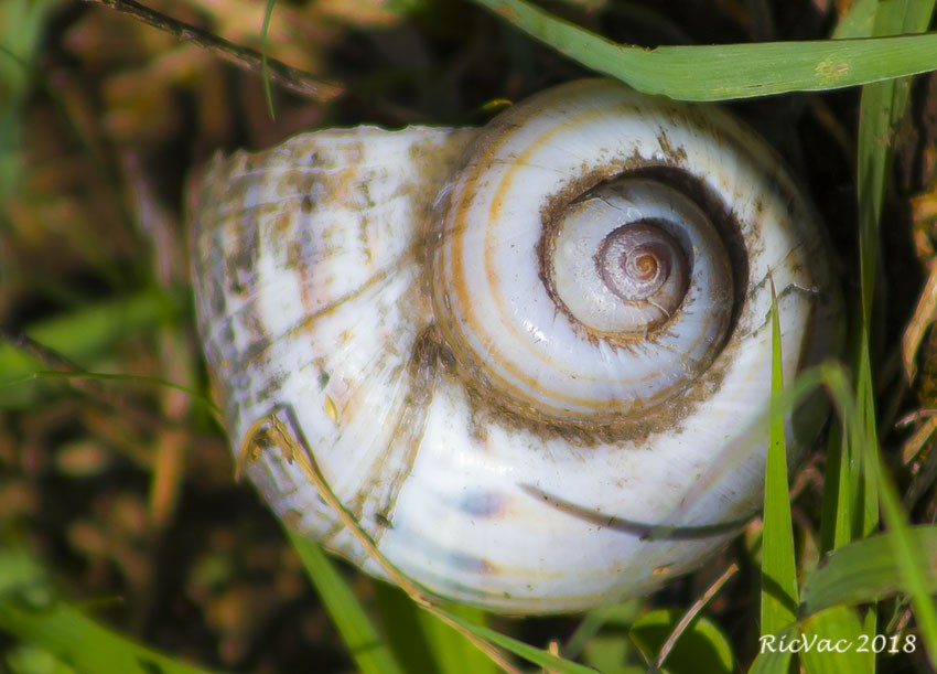 "Espiral Aurea" de Ricardo Alberto Vaccaro