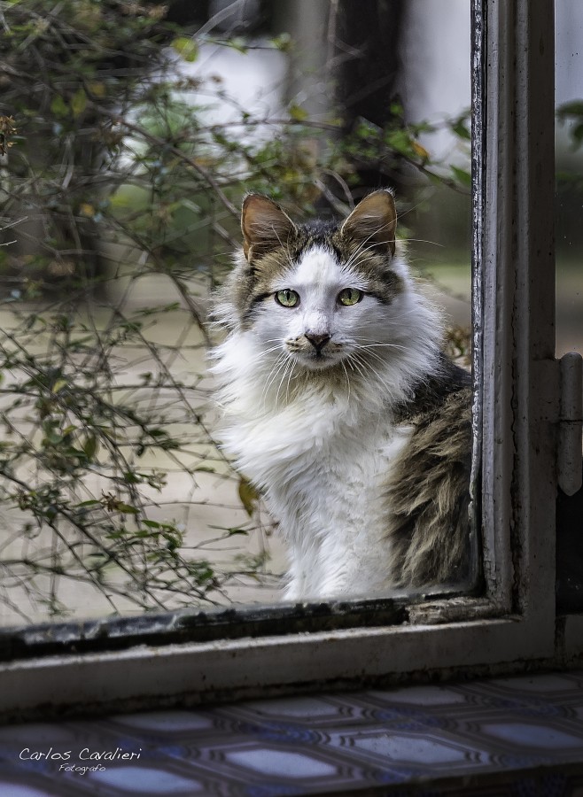 "El gato de la abuela" de Carlos Cavalieri