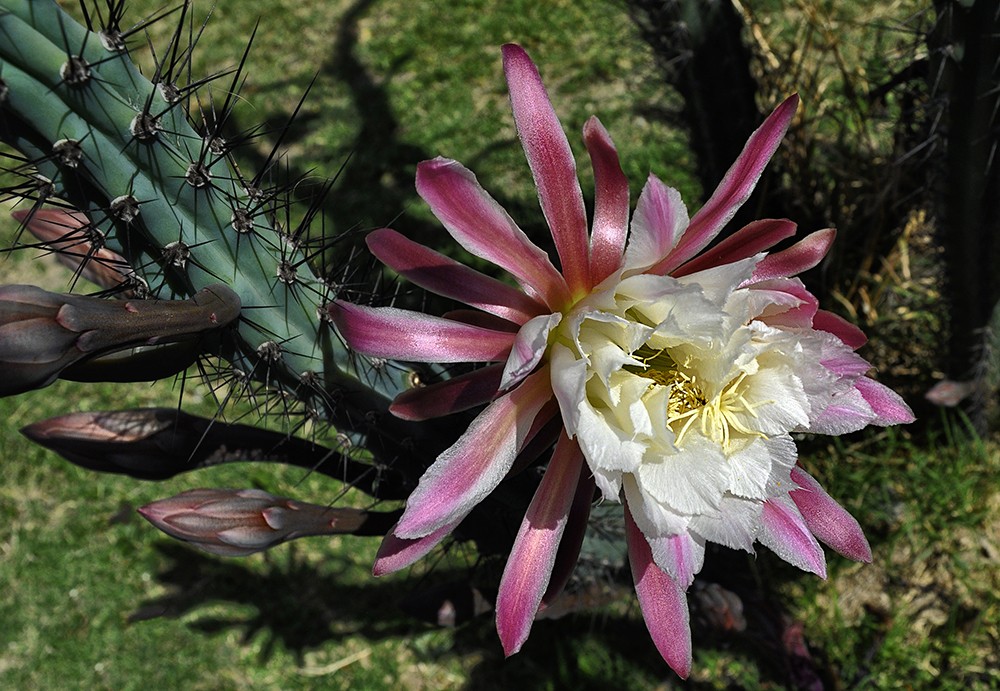 "Bella Flor" de Ruben Perea