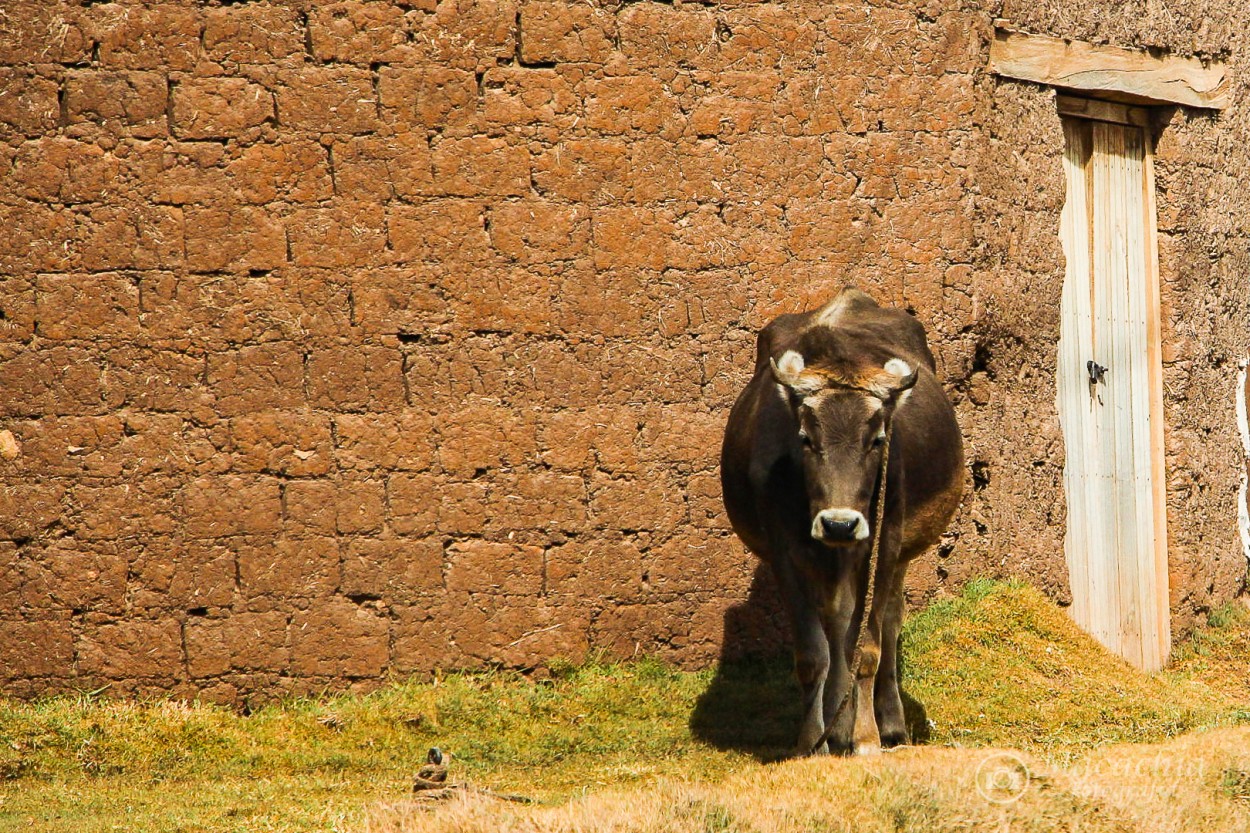 "`Tengo la vaca atada`" de Mara Del Carmen Chiavaro