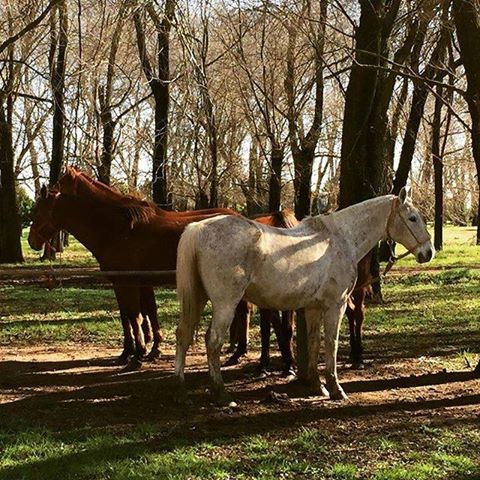 "caballos" de Amparo Josefina Maggi