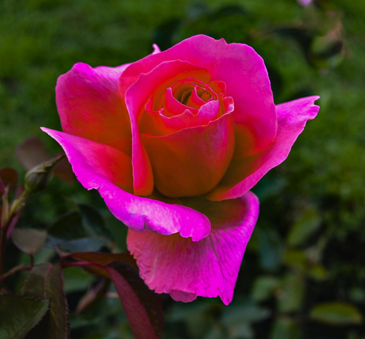 "` UNA ROSA `" de Graciela Larrama