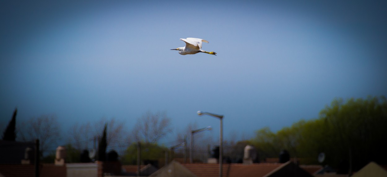 "Vuelo sobre la ciudad" de Fernando Valdez Vazquez