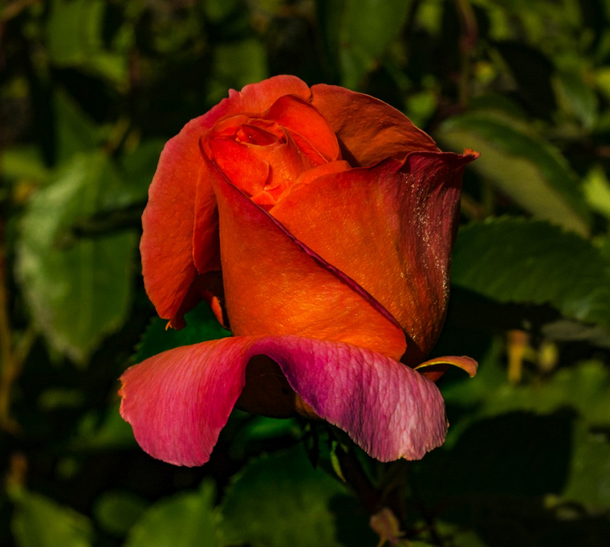 "` UNA ROSA `" de Graciela Larrama