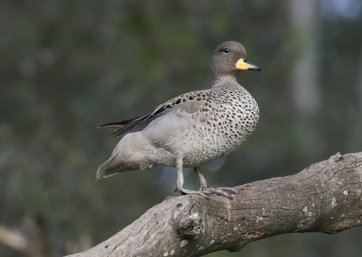 "lindo patito" de Edith Polverini