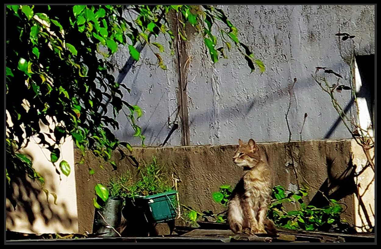 "Gato camuflado" de Jorge Vicente Molinari