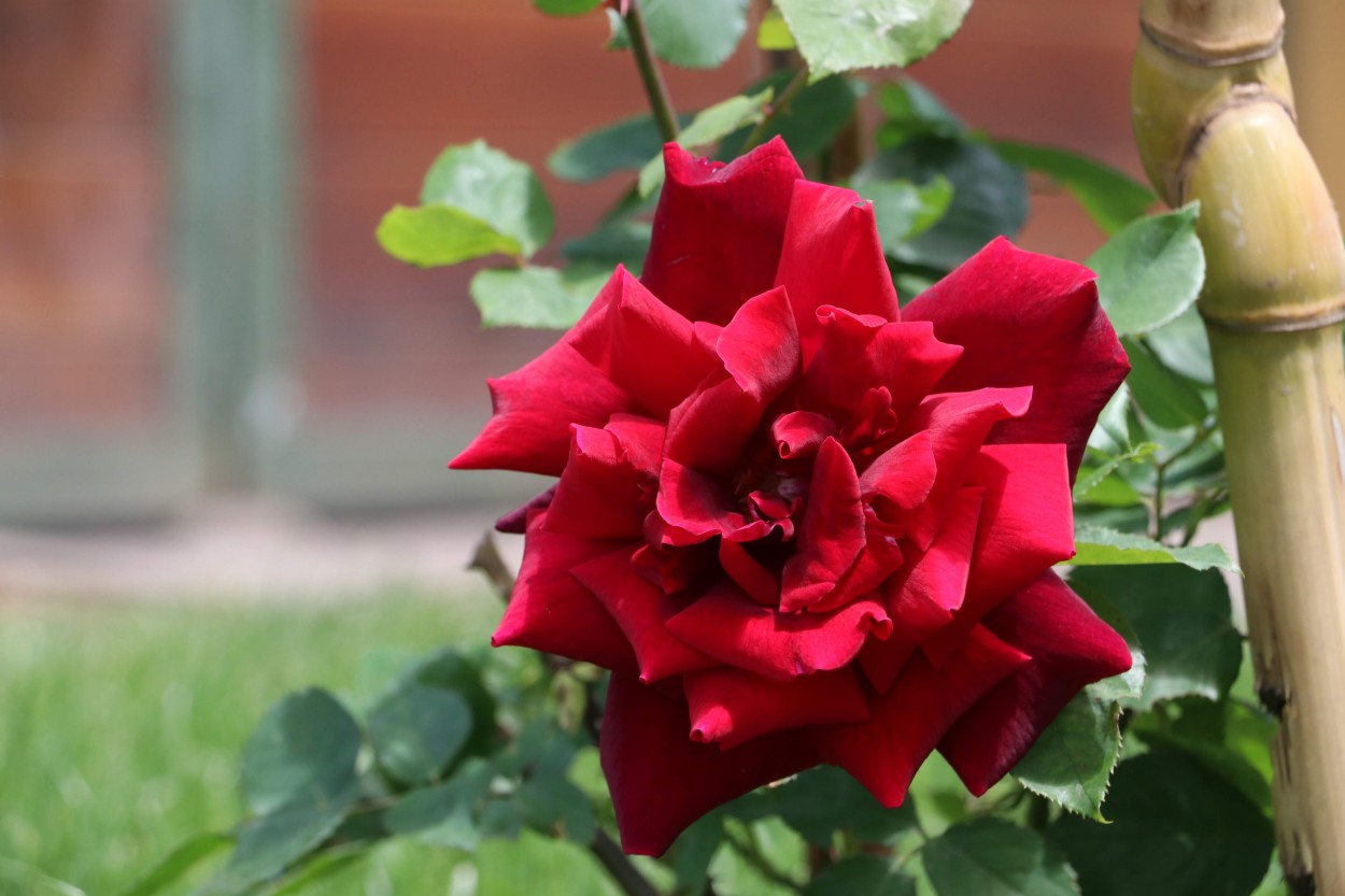 "`Perfume a rosas`" de Mara Del Carmen Chiavaro