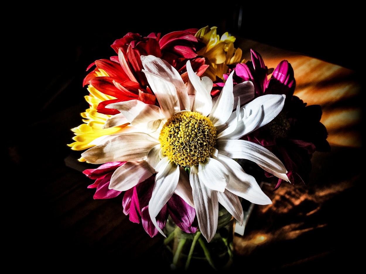 "Chrysanthemun Leaucanthemum" de Luis Alberto Bellini