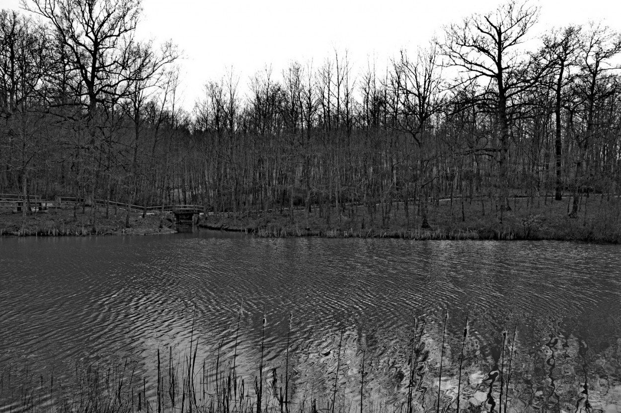 "La laguna y el bosque" de Carlos D. Cristina Miguel