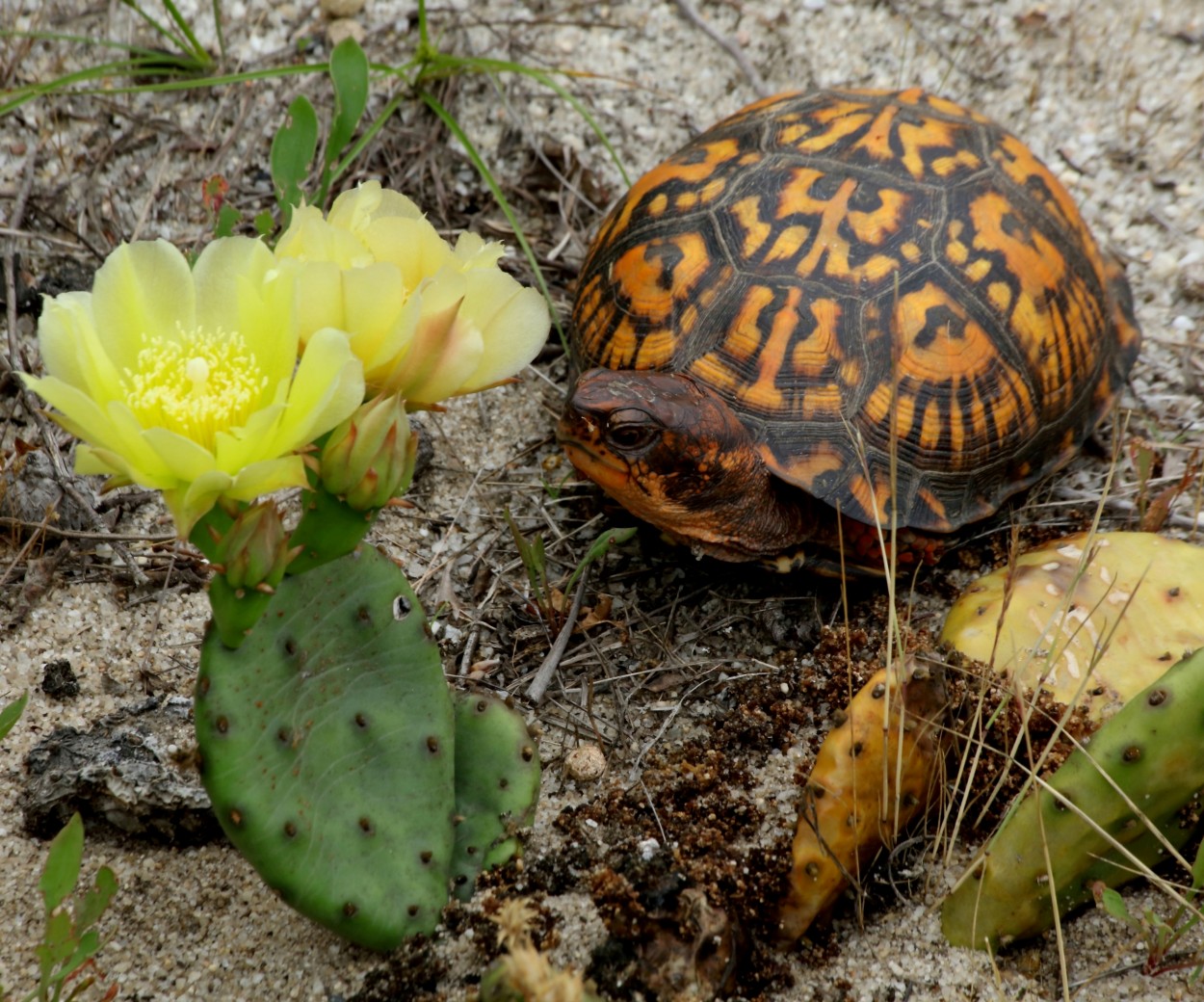 "Instantnea de una tortuga." de Francisco Luis Azpiroz Costa