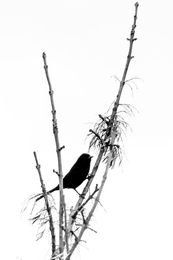 "Black Bird" de Joaquin Arrippe