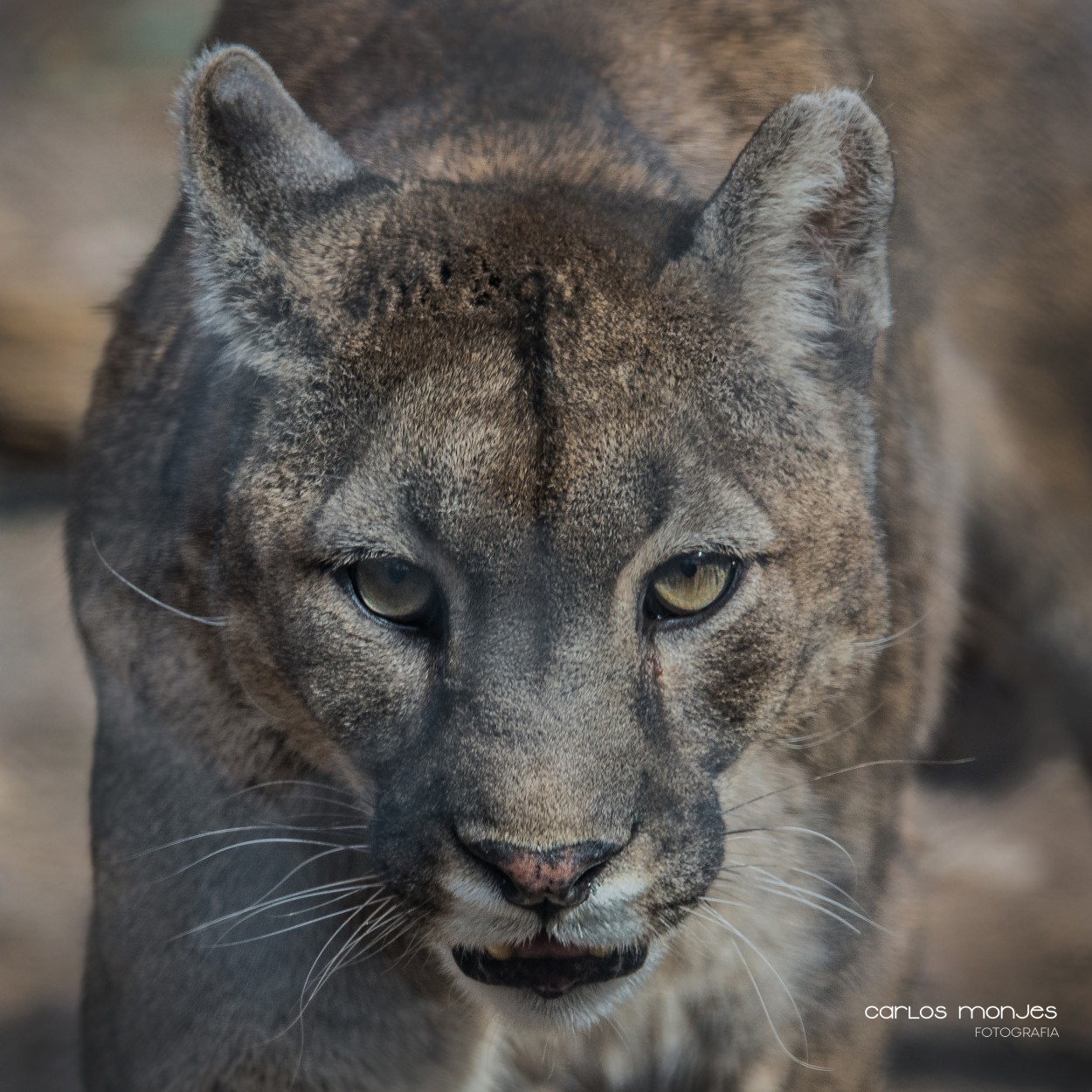 "El Puma" de Carlos Monjes