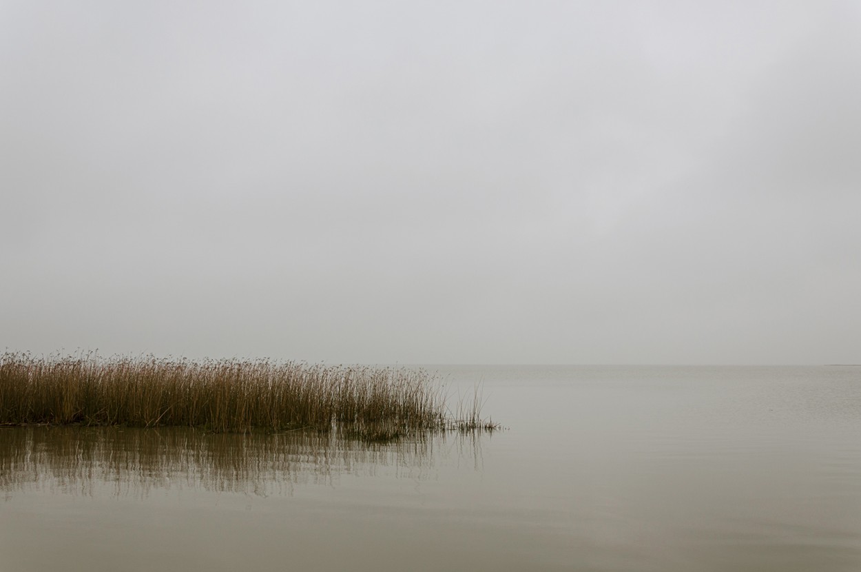 "Juncos a la niebla" de Nestor Jesus Maulini