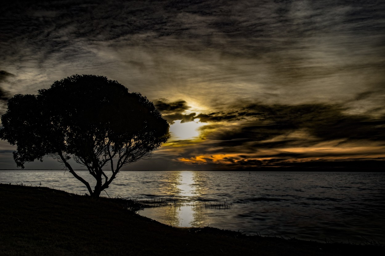 "El Arbol Junto Al Sendero De Luz." de Ramiro Francisco Campello