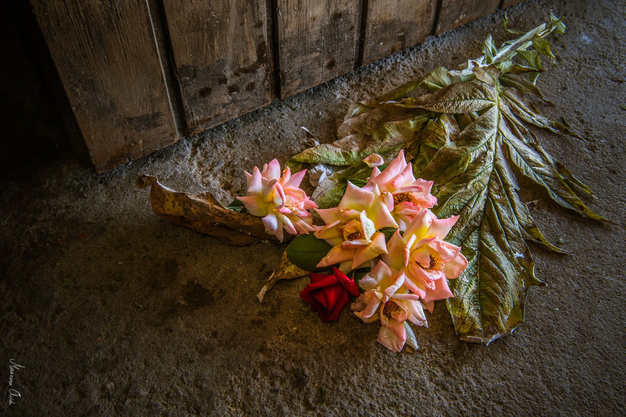 "Las Rosas Y El Cardo..." de Carmen Esteban