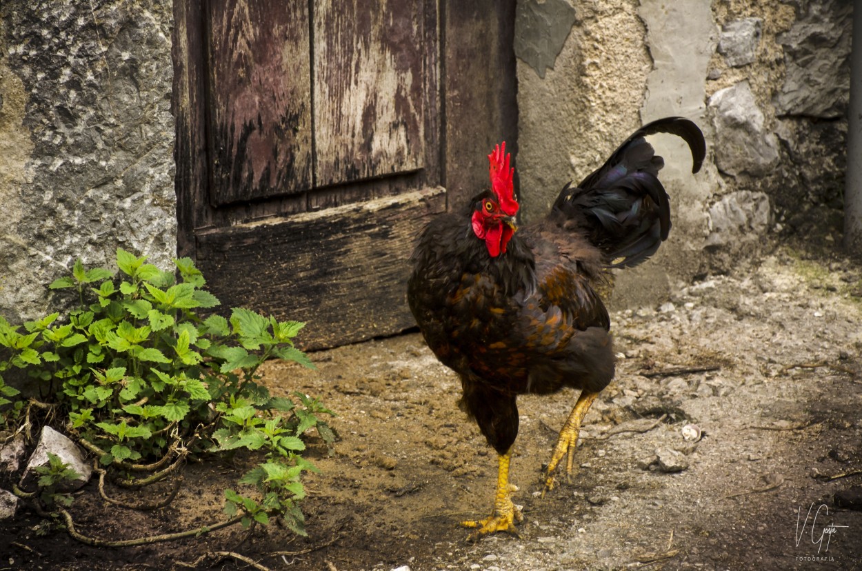 "El Gallo" de Viviana Genta