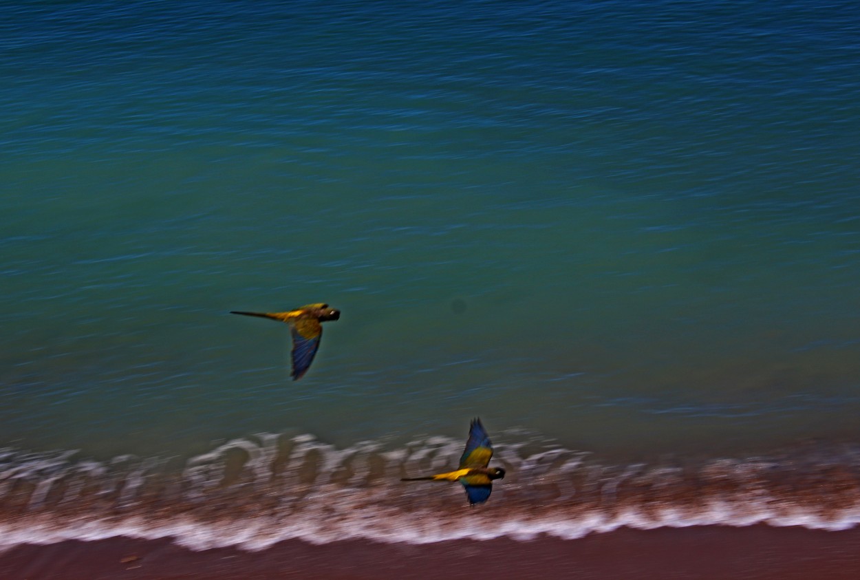 "Sobre Volando el Mar..." de Silvia Emilia Guerra