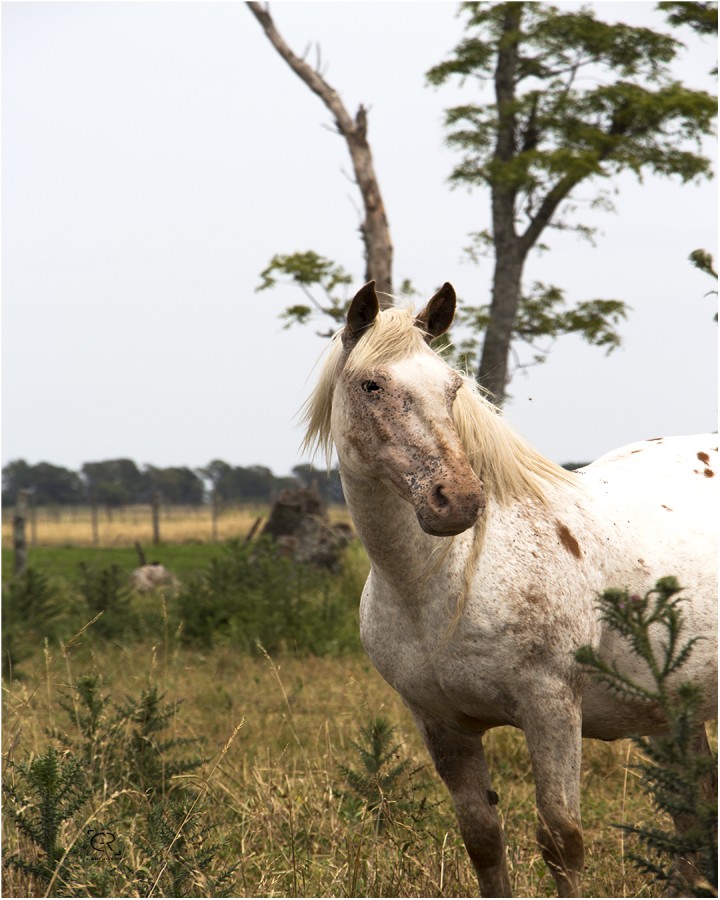 "Postales del campo" de Gabriela Rosso