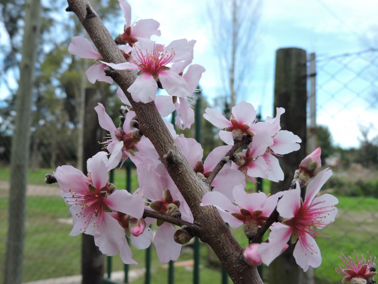 "Almendro en flor" de Maria Del Carmen Capacio