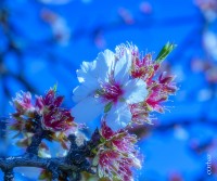 Flor de Ciruelo