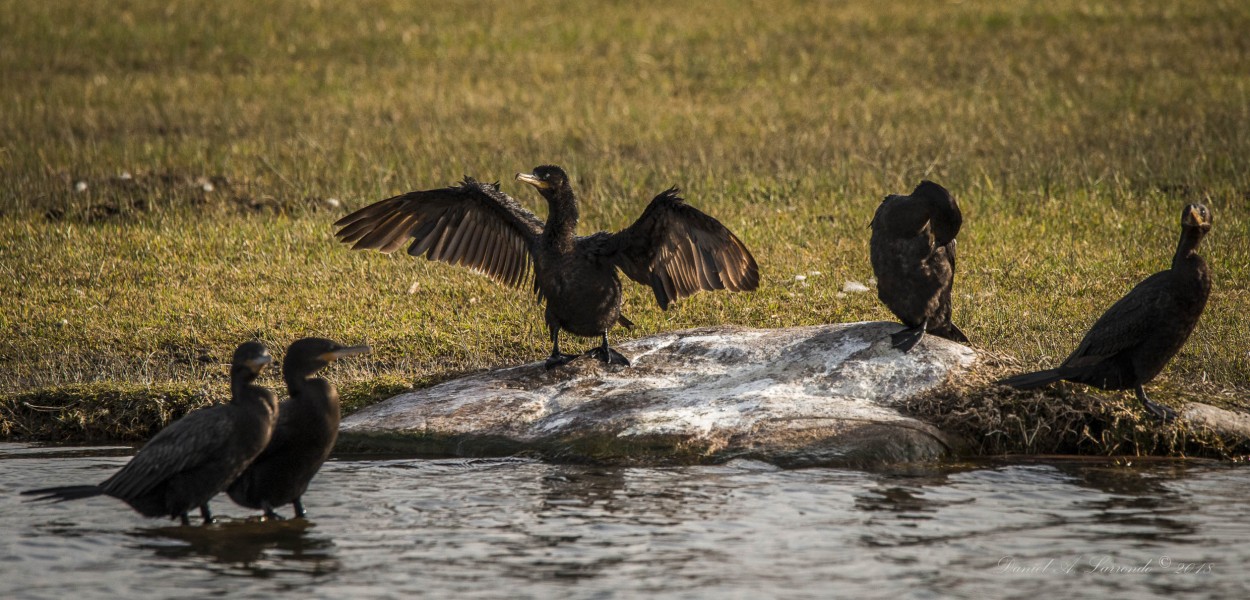 "Cormoranes - Bigua" de Daniel A. Larrondo