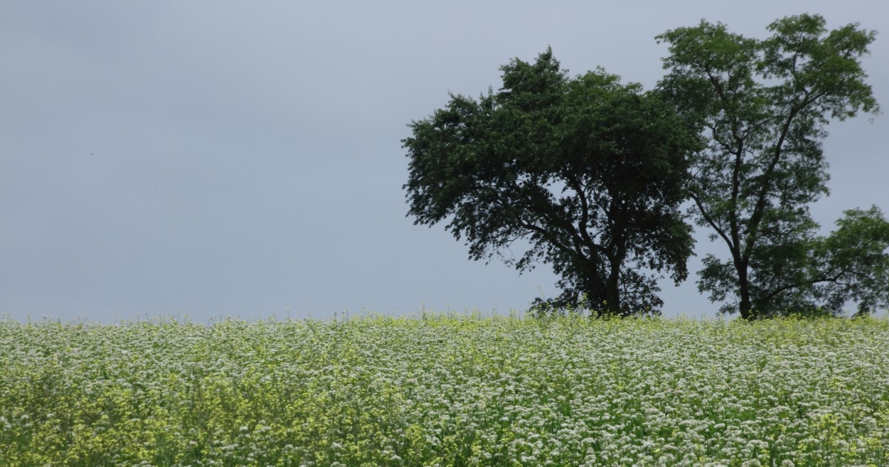 "rboles en campo florido" de Francisco Luis Azpiroz Costa