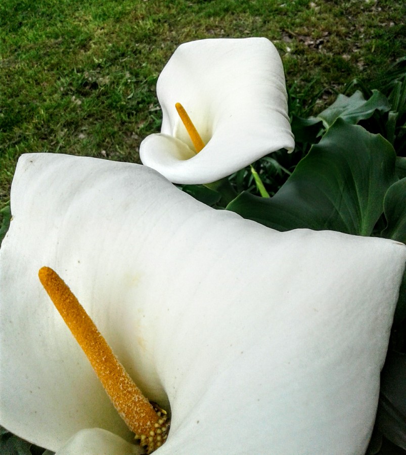 "Florece" de Isabel Corbera