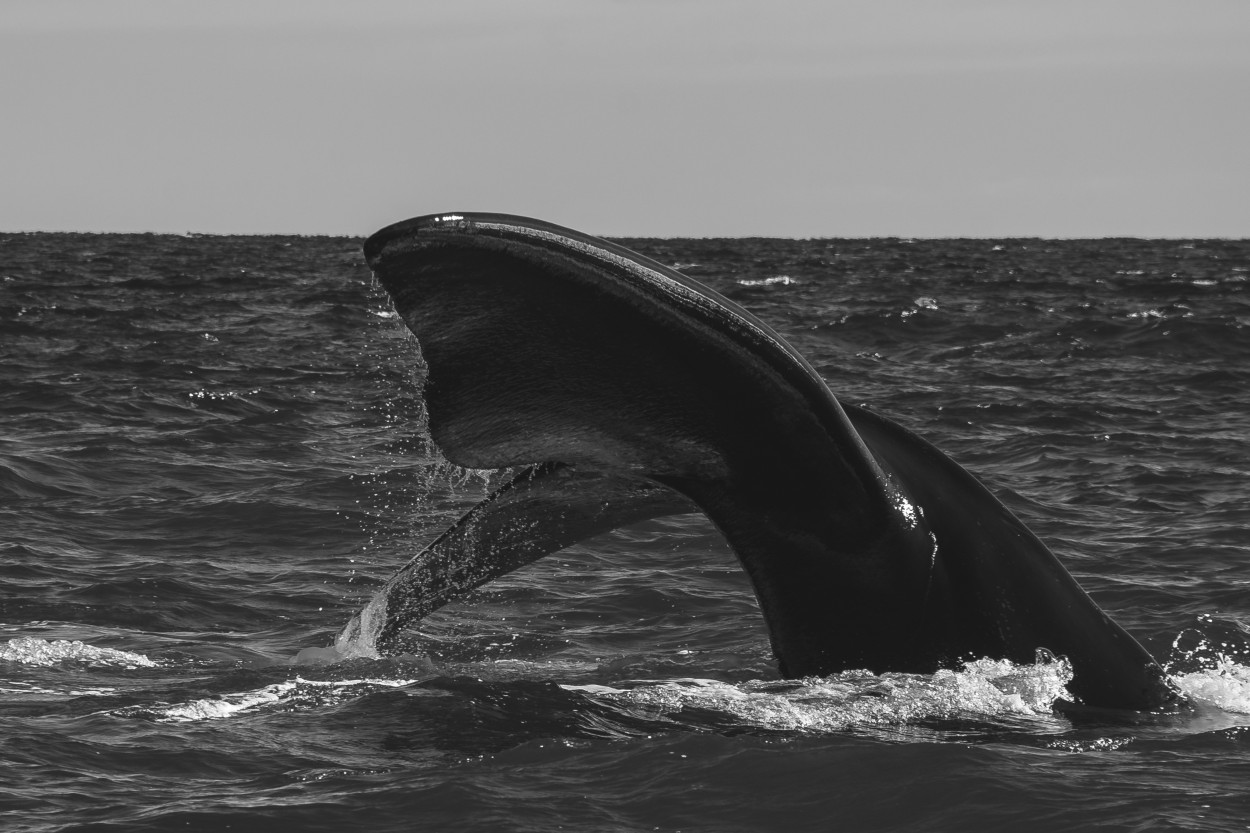 "cola de ballena" de Pistara Emanuel