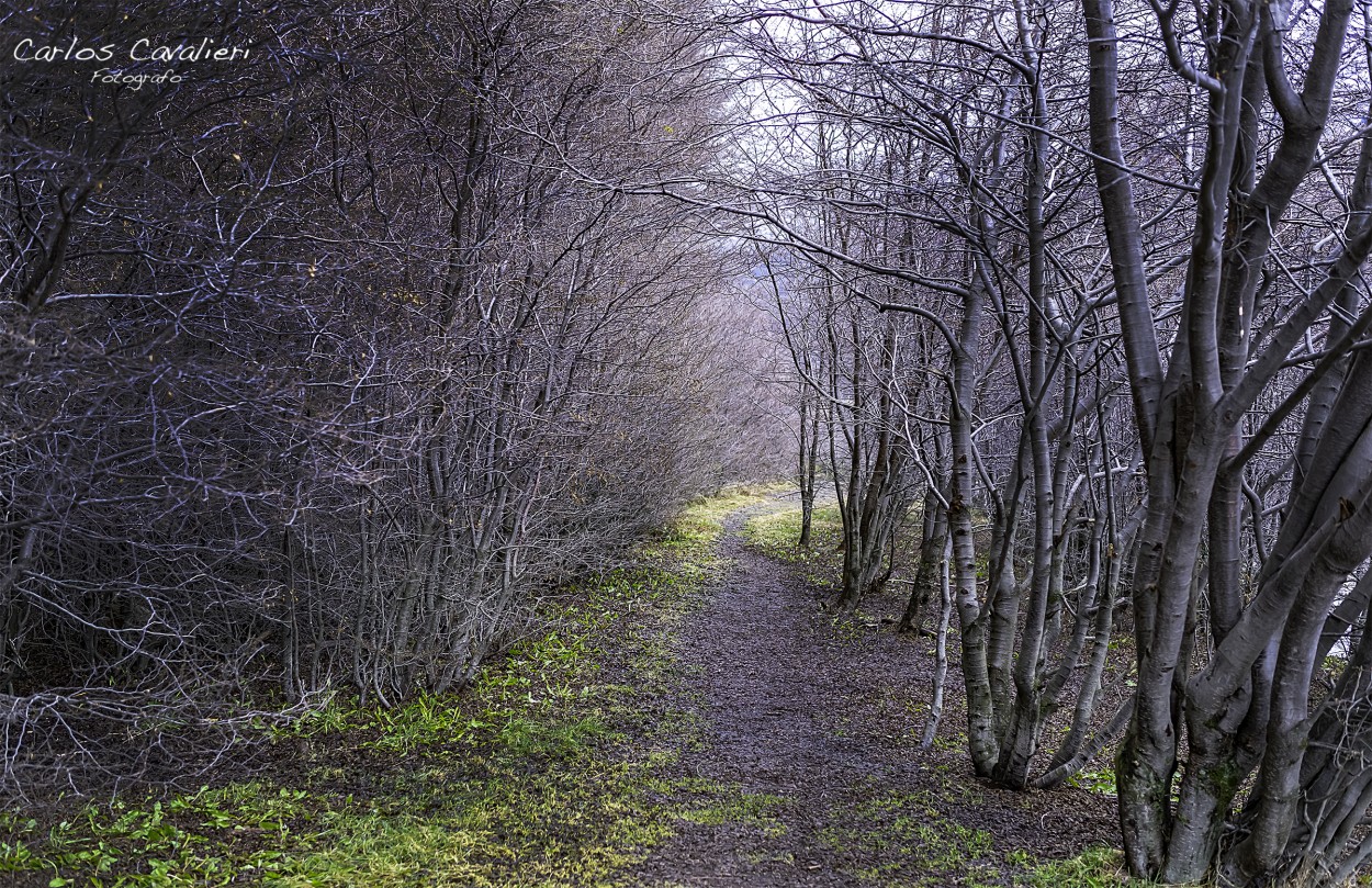 "El sendero del monte" de Carlos Cavalieri