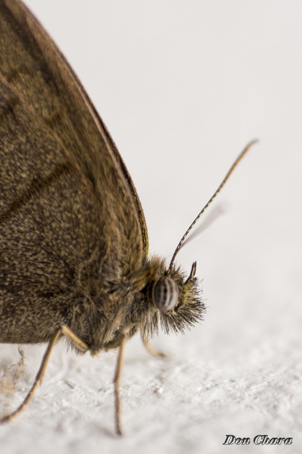 "Mariposa" de Maximo Alberto Chara