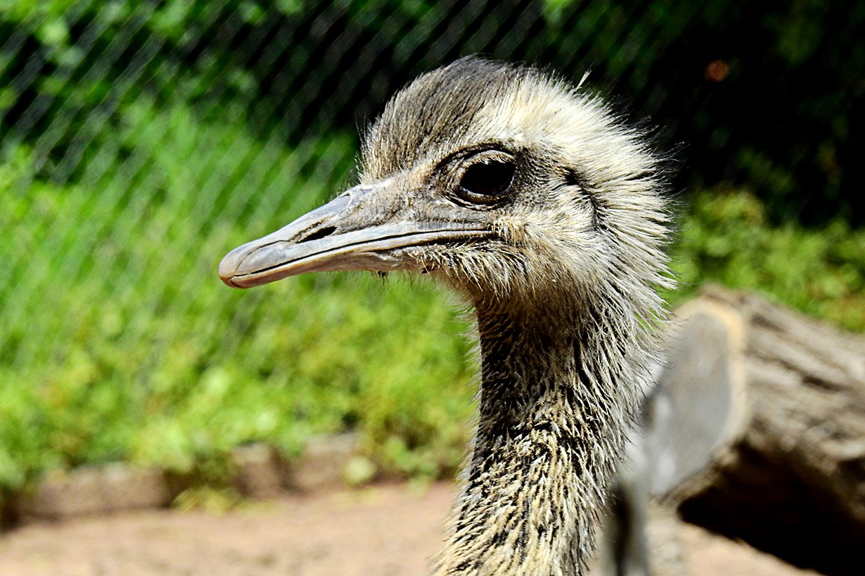 "Despeinada" de Ruben H. Bongianino