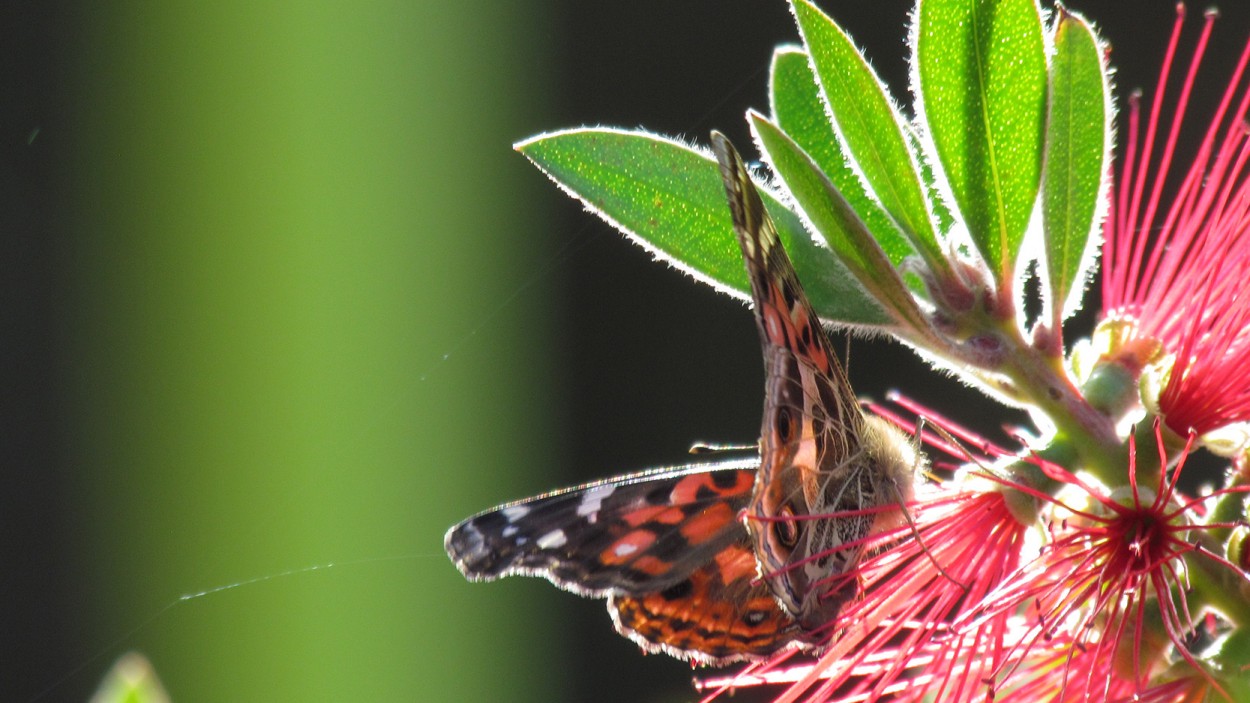 "Mariposa" de Gladys Mirta Lpori