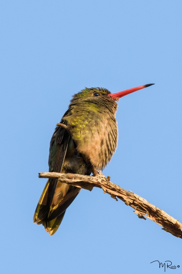 "Colibri bronceado" de Meire Rueda