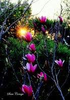 Nuevas Magnolias Encendidas